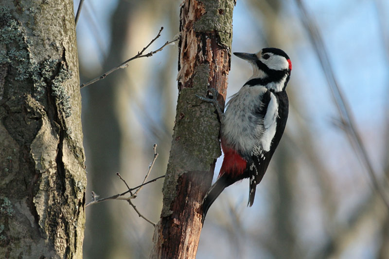 K�pytikka Great Spotted Woodpecker (Dendrocopos major)