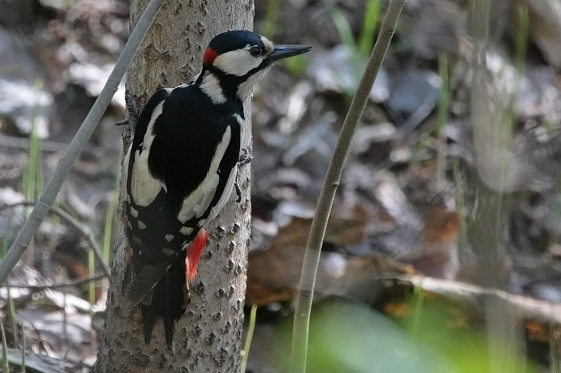 K�pytikka Great Spotted Woodpecker (Dendrocopos major)