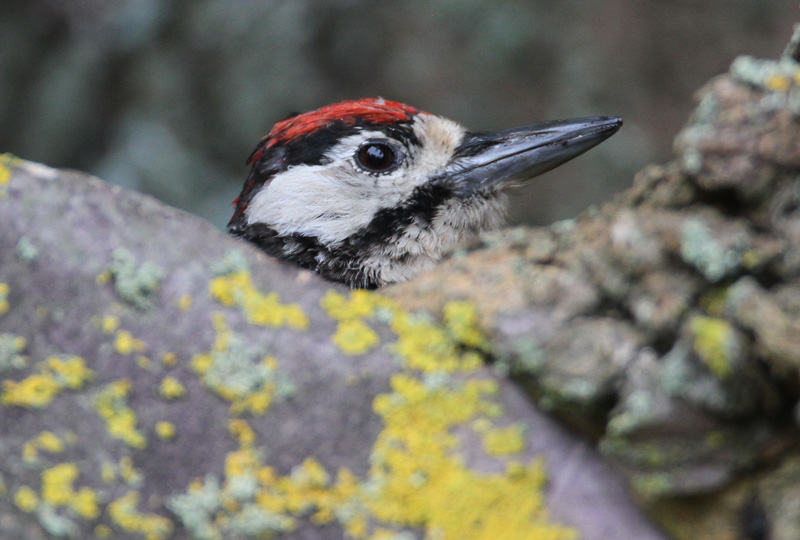 K�pytikka Great Spotted Woodpecker (Dendrocopos major)
