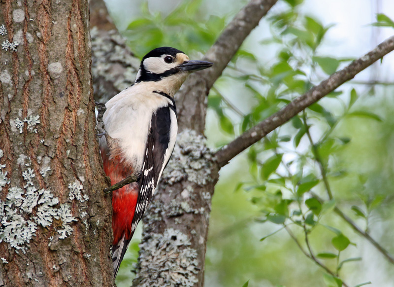 K�pytikka Great Spotted Woodpecker (Dendrocopos major)