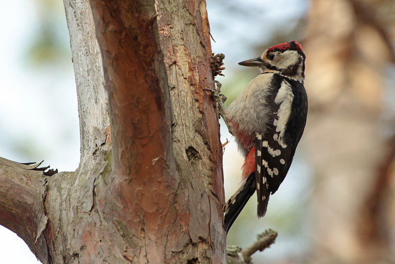 K�pytikka Great Spotted Woodpecker (Dendrocopos major)