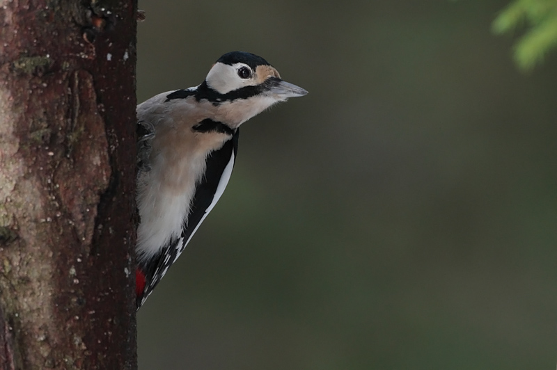 K�pytikka Great Spotted Woodpecker (Dendrocopos major)