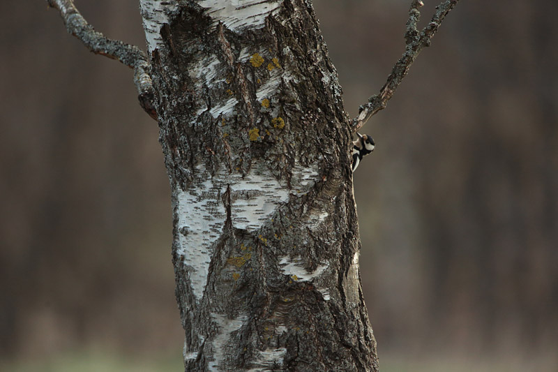K�pytikka Great Spotted Woodpecker (Dendrocopos major)