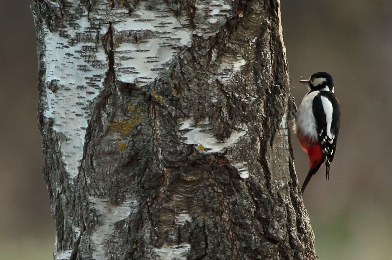 K�pytikka Great Spotted Woodpecker (Dendrocopos major)