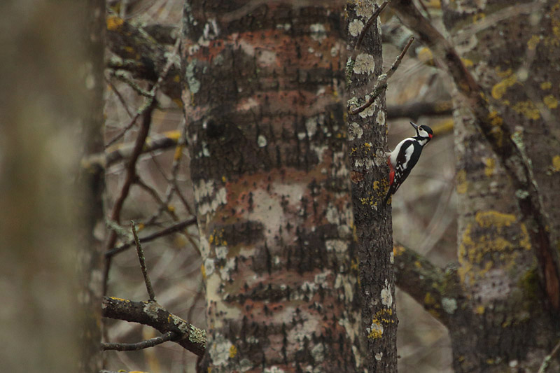 K�pytikka Great Spotted Woodpecker (Dendrocopos major)