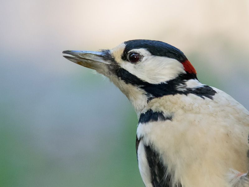K�pytikka Great Spotted Woodpecker (Dendrocopos major)
