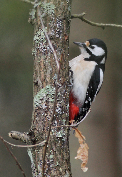 K�pytikka Great Spotted Woodpecker (Dendrocopos major)