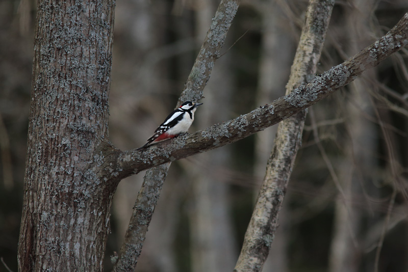 K�pytikka Great Spotted Woodpecker (Dendrocopos major)