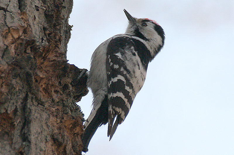 Pikkutikka