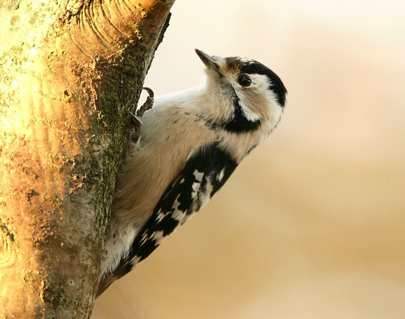 Pikkutikka Lesser Spotted Woodpecker (Dendrocopos minor)