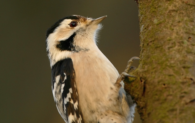 Pikkutikka Lesser Spotted Woodpecker (Dendrocopos minor)