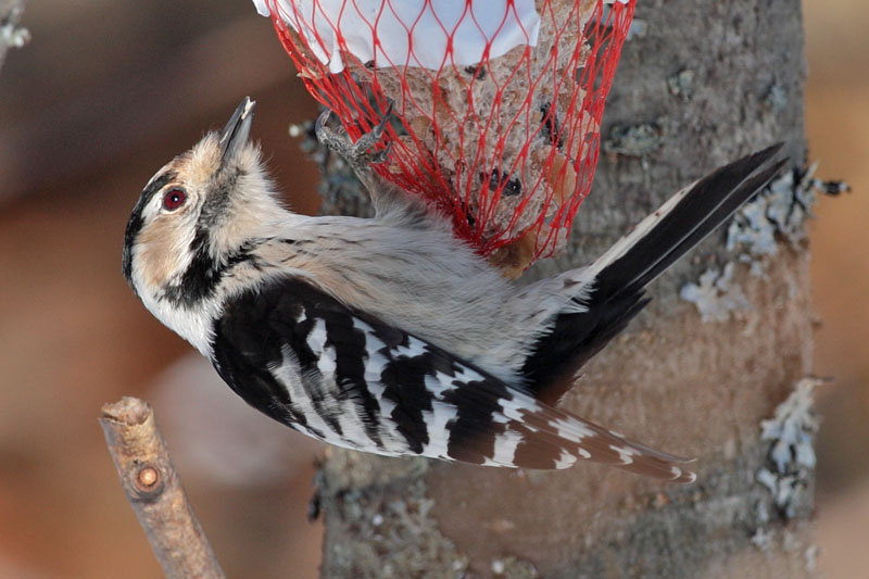 Pikkutikka Lesser Spotted Woodpecker (Dendrocopos minor)