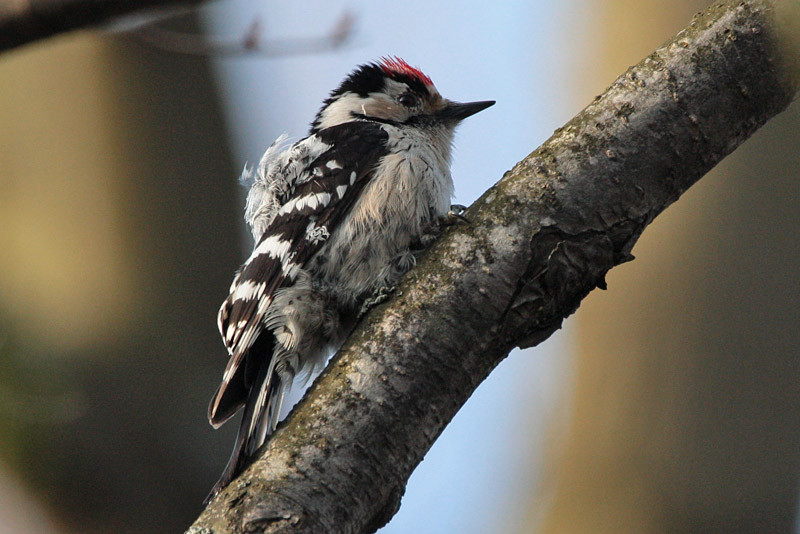 Pikkutikka Lesser Spotted Woodpecker (Dendrocopos minor)