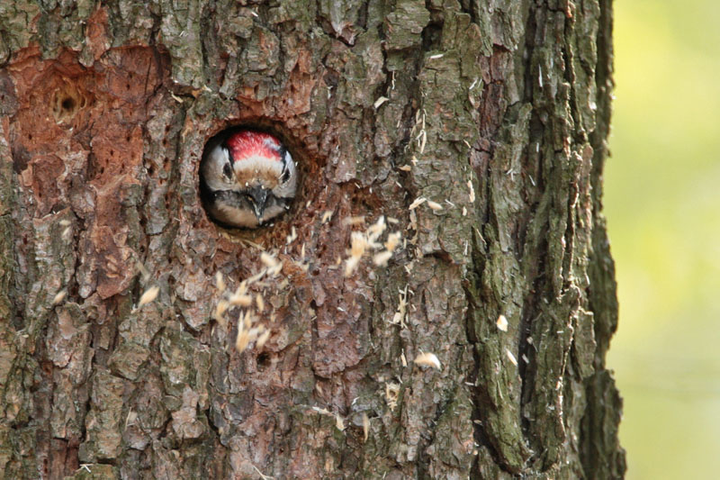 Pikkutikka Lesser Spotted Woodpecker (Dendrocopos minor)
