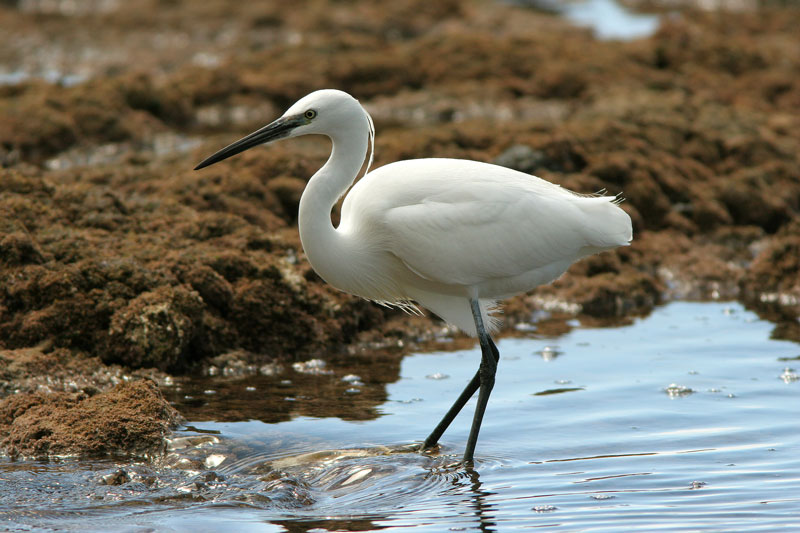 Silkkihaikara Egretta garzetta