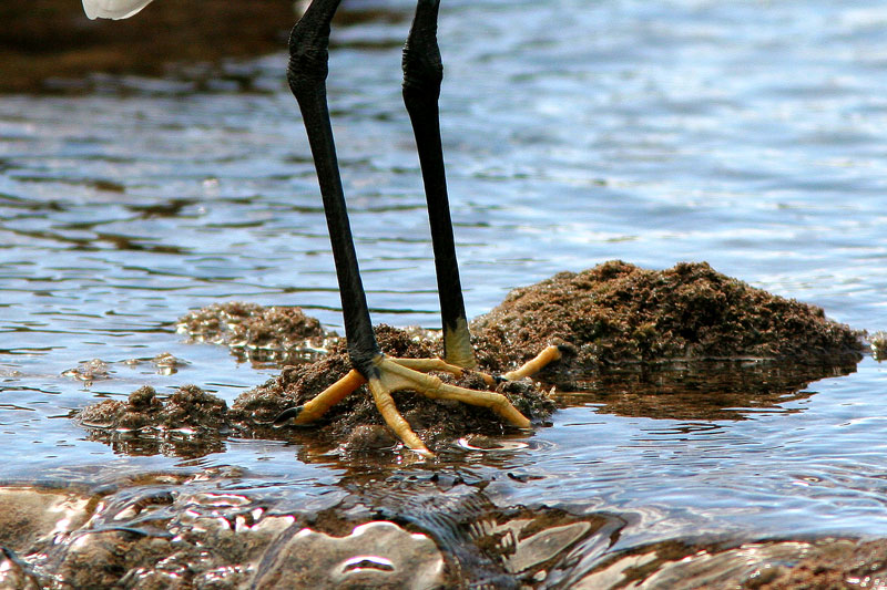 Silkkihaikara Egretta garzetta