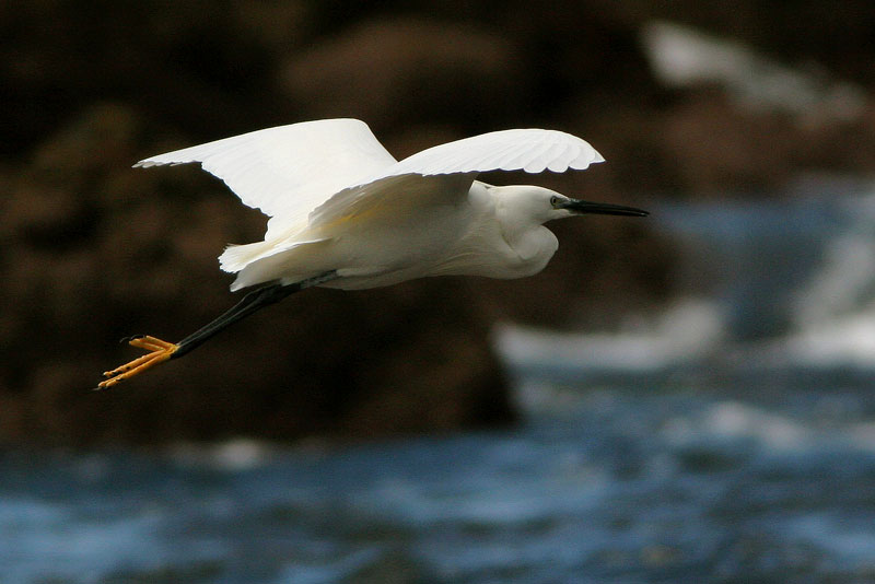 Silkkihaikara Egretta garzetta