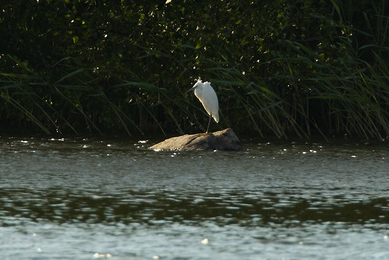 Silkkihaikara (Egretta garzetta)