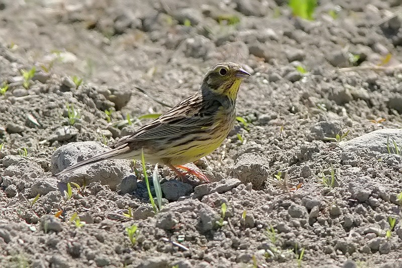 Keltasirkku (Emberiza citrinella)