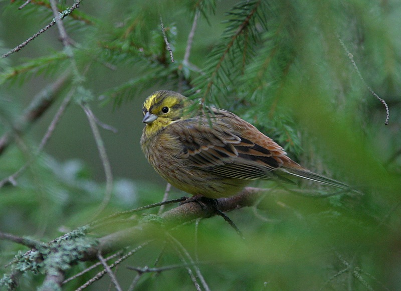 Keltasirkku (Emberiza citrinella)