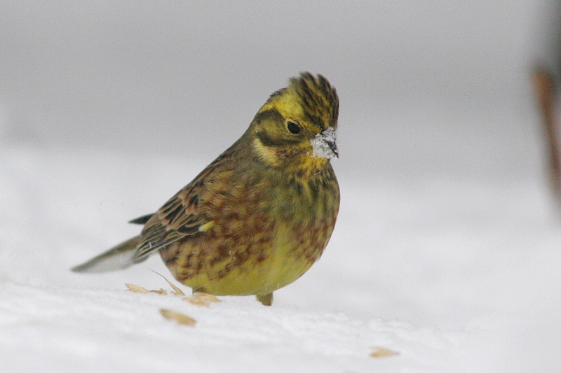 Keltasirkku (Emberiza citrinella)