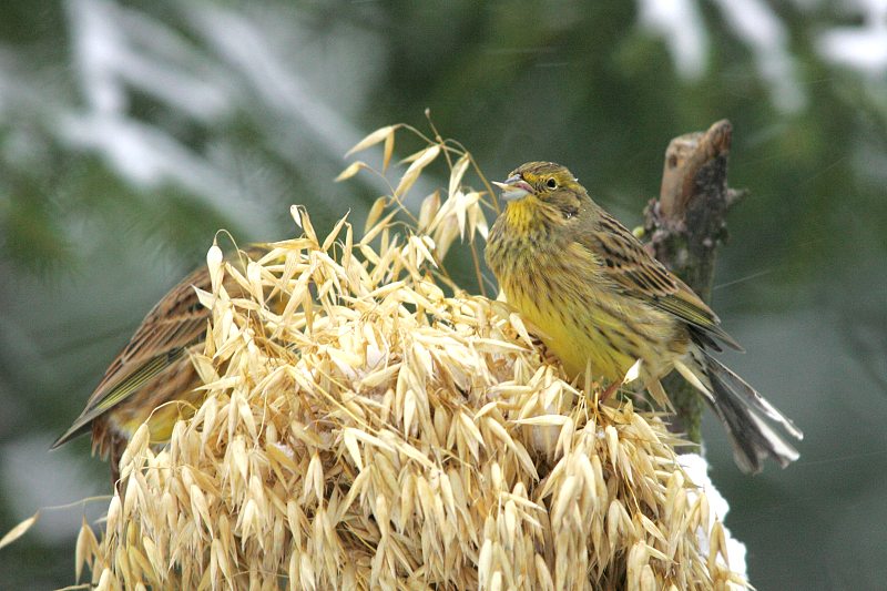 Keltasirkku (Emberiza citrinella)