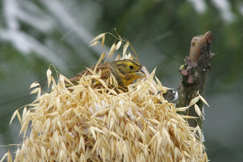 Keltasirkku (Emberiza citrinella)