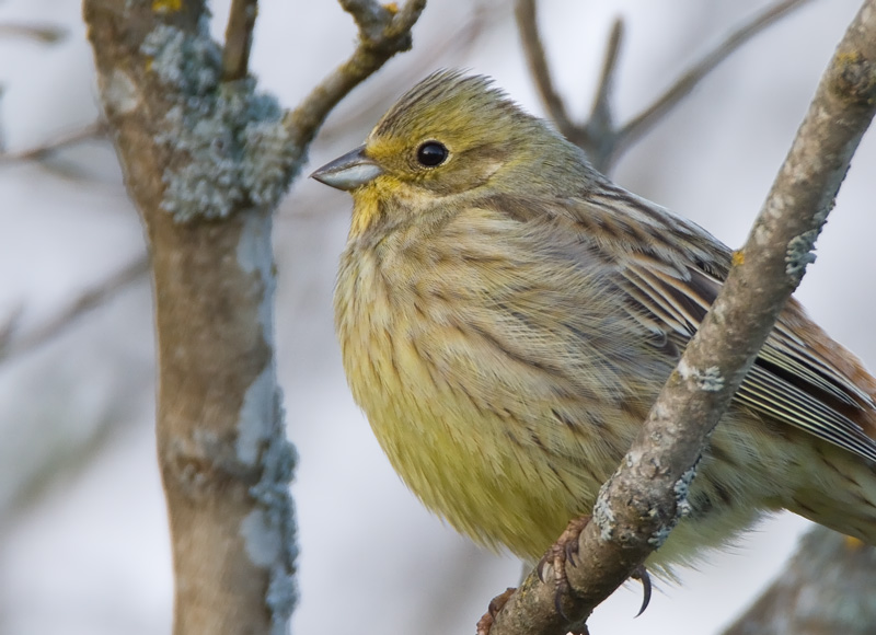 Keltasirkku Yellowhammer (Emberiza citrinella)