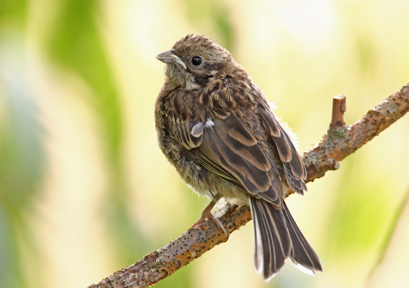 Keltasirkku Yellowhammer (Emberiza citrinella)