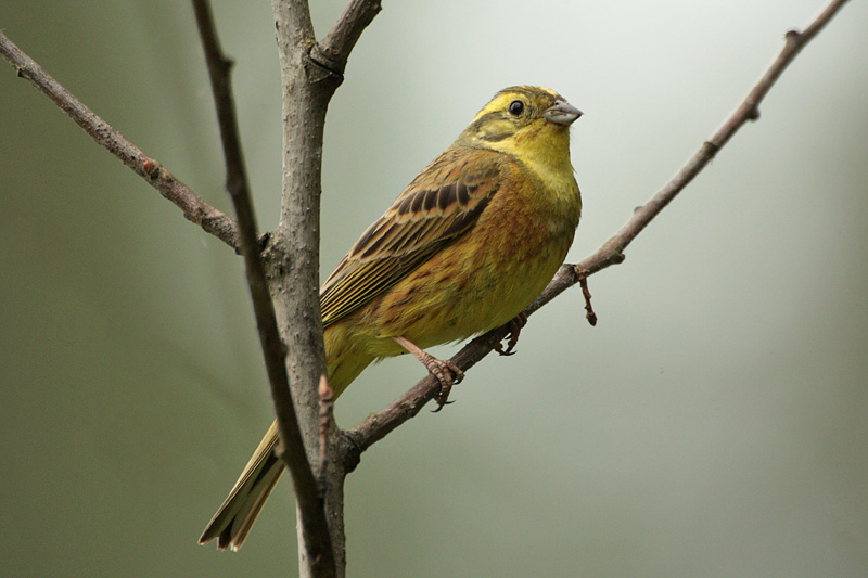 Keltasirkku Yellowhammer (Emberiza citrinella)