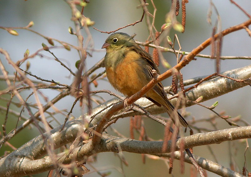 Peltosirkku Emberiza hortulana