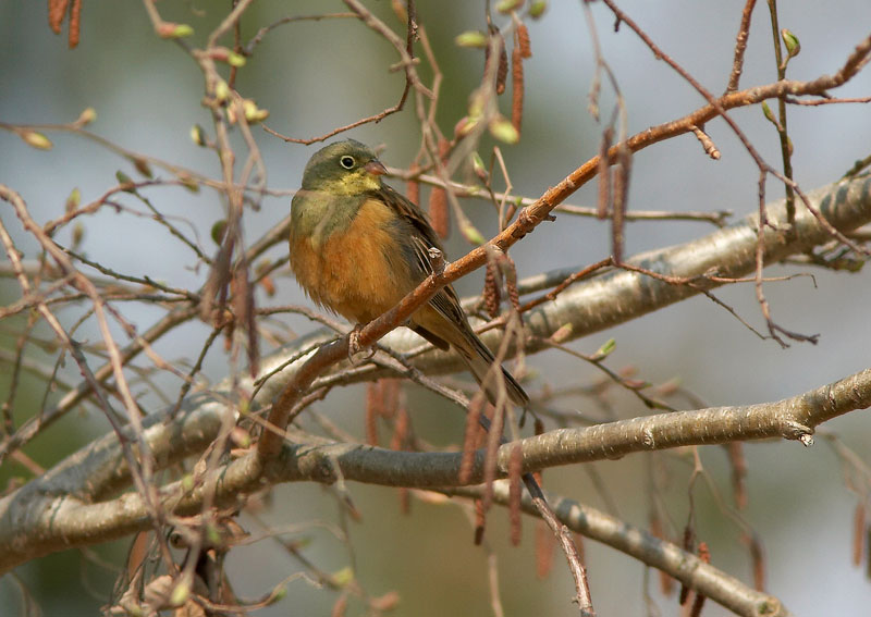 Peltosirkku Emberiza hortulana