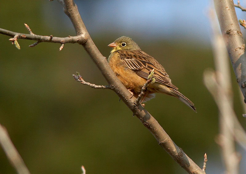 Peltosirkku Emberiza hortulana