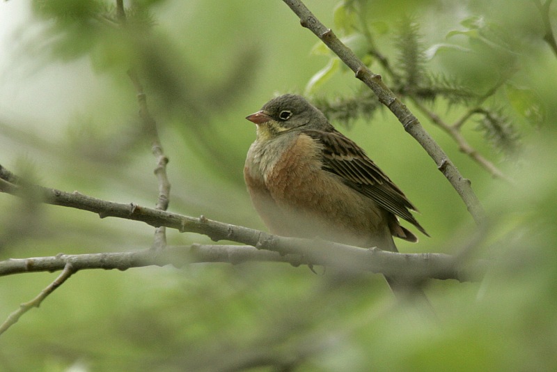 Peltosirkku Emberiza hortulana