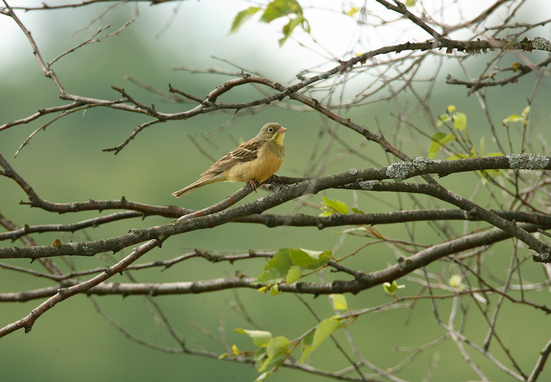 Peltosirkku Ortolan Bunting (Emberiza hortulana)