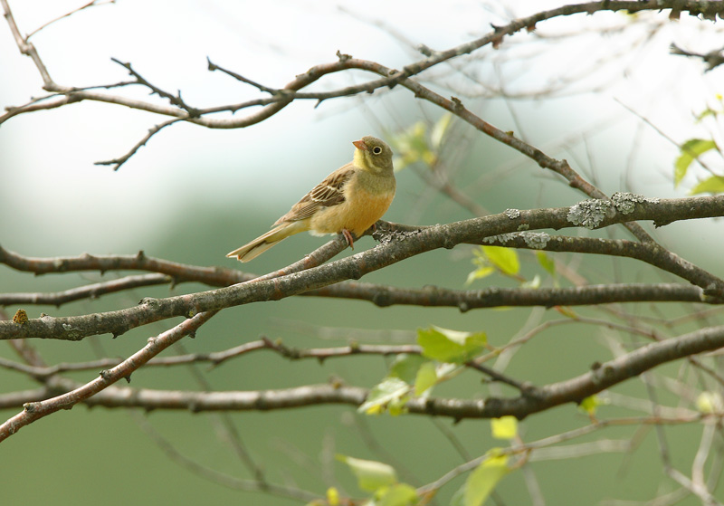 Peltosirkku Ortolan Bunting (Emberiza hortulana)