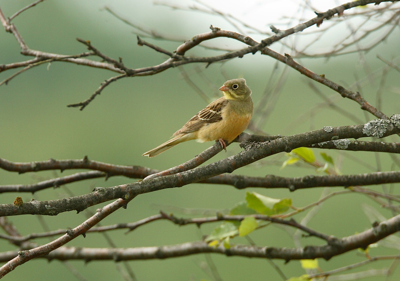 Peltosirkku Ortolan Bunting (Emberiza hortulana)