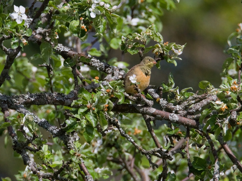 Peltosirkku Ortolan Bunting (Emberiza hortulana)