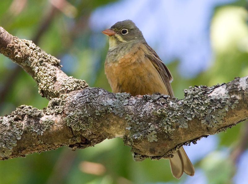 Peltosirkku Ortolan Bunting (Emberiza hortulana)