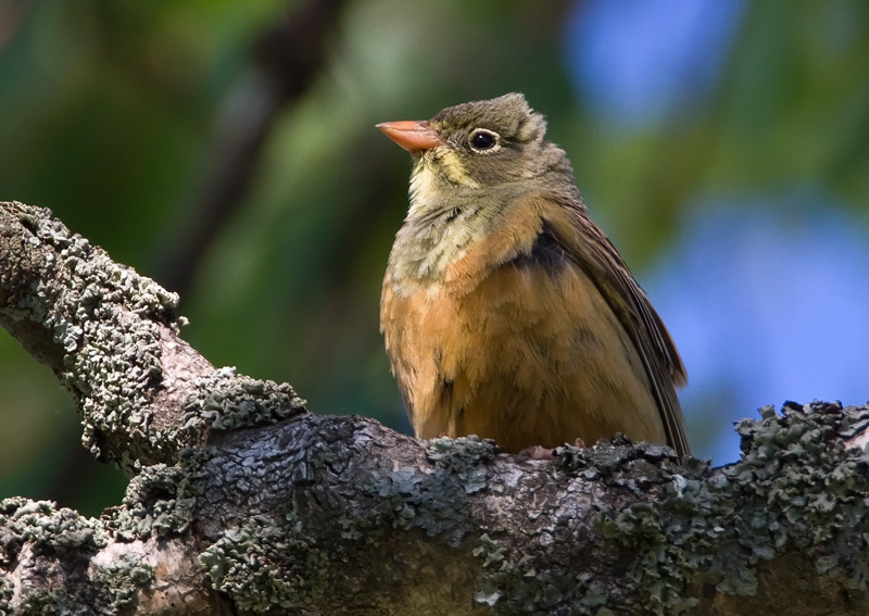 Peltosirkku Ortolan Bunting (Emberiza hortulana)