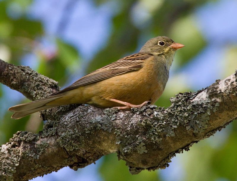 Peltosirkku Ortolan Bunting (Emberiza hortulana)