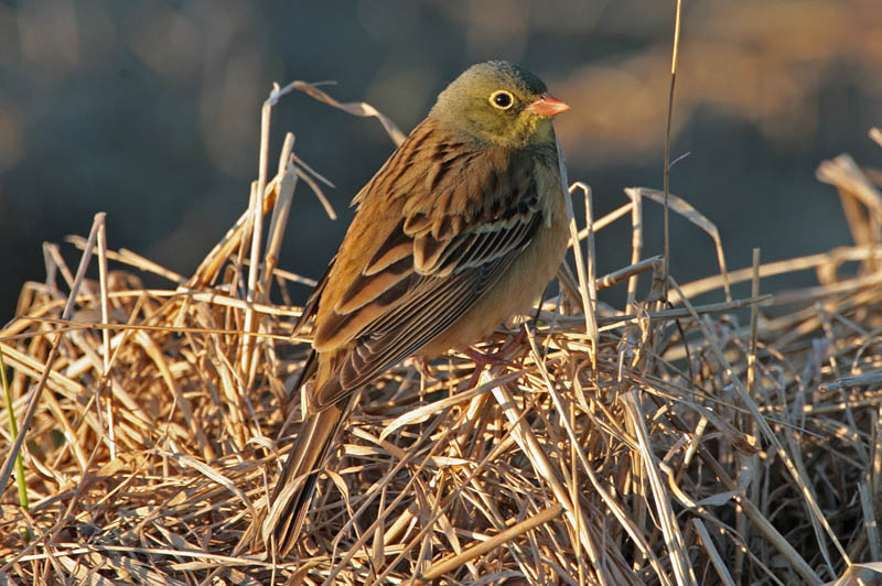 Peltosirkku Ortolan Bunting (Emberiza hortulana)