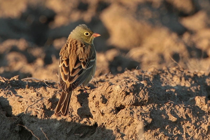 Peltosirkku Ortolan Bunting (Emberiza hortulana)