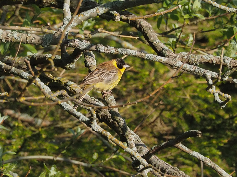 Mustap��sirkku Emberiza melanocephala