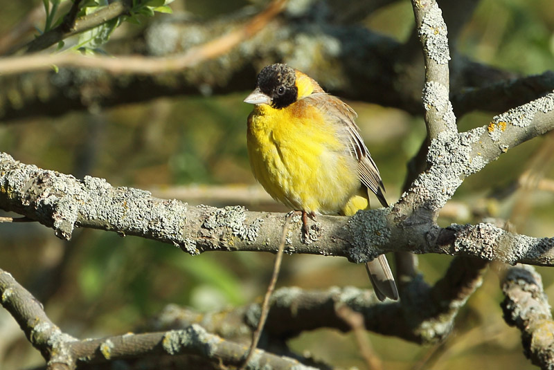 Mustap��sirkku Emberiza melanocephala