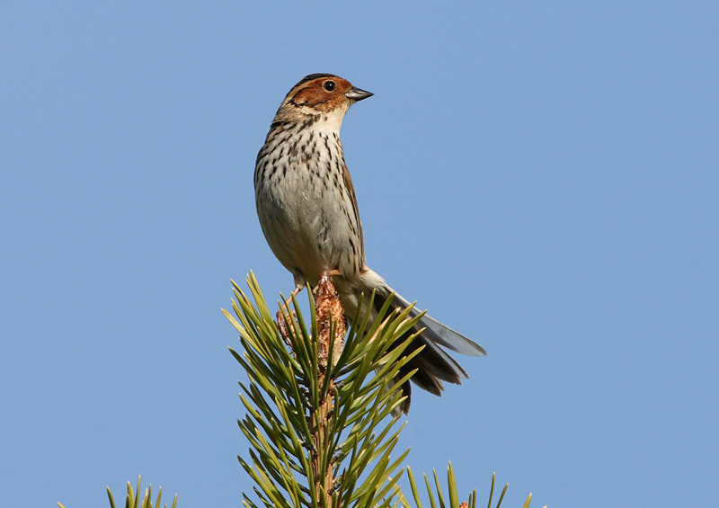 Pikkusirkku Little Bunting (Emberiza pusilla)