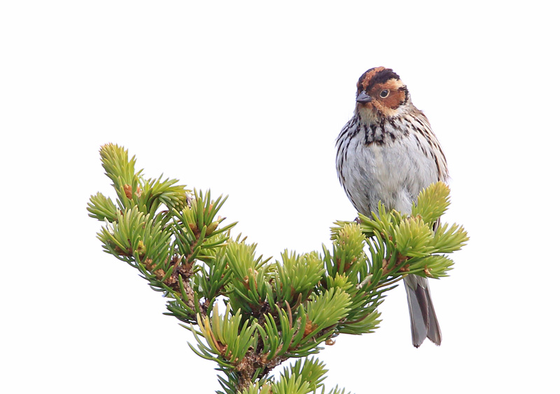 Pikkusirkku Little Bunting (Emberiza pusilla)