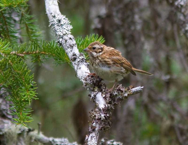 Pohjansirkku Emberiza rustica