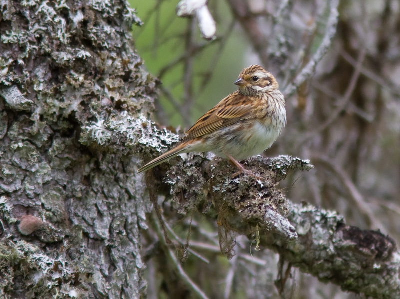 Pohjansirkku Emberiza rustica