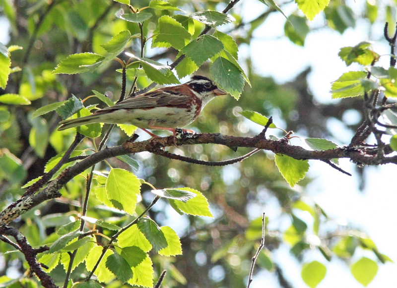 Pohjansirkku Emberiza rustica